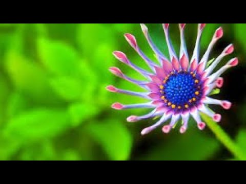 Heaven Scent Part 2 I Flowers I RosaMaria's Channel