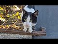 Poor Tuxedo Cat Meows Non Stop Because He S So Hungry