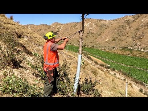 Form-Pruning Poplars