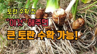 텃밭농사 토란 한뿌리 뽑아보았고 토란대를 자르고 토란을 바로 수확하지 않는 이유 큰 토란 수확하는 방법