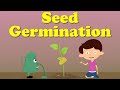 Seed Germination Aumsum Kids Science Education Children