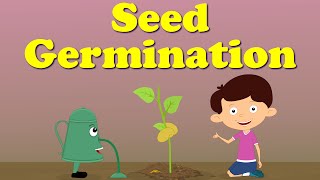 Seed Germination