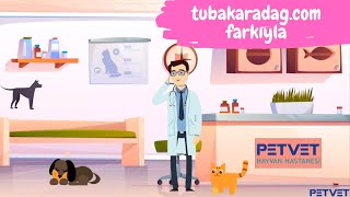 Veteriner Kliniği Animasyonlu Tanıtım Videosu | Petvet Hayvan Hastanes