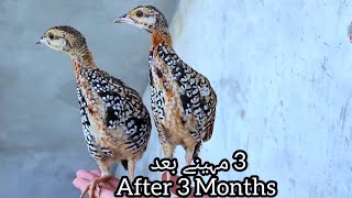 From 1st Day To 3Months Growing video  | Kala Teetar Chicks