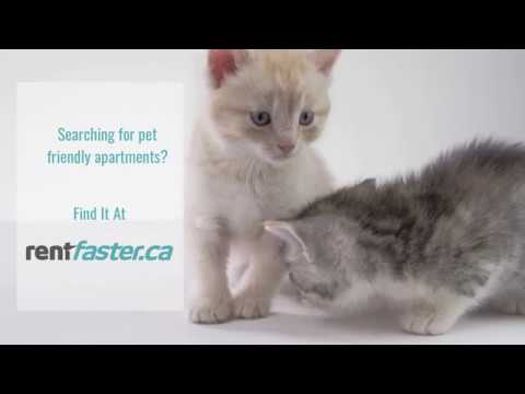 Rent Faster  - Pet Friendly Apartment
