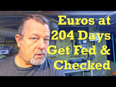 Worms in 204-day European nightcrawler bins get 18th feeding - vermicompost