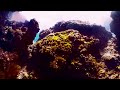 Дно океана. Дайвинг панорамное видео в 3d 360 градусов