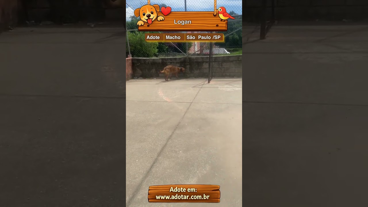 Cachorro raça Labrador idade 2 anos nome Logan