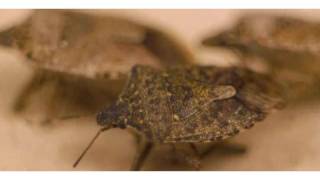 How Do You Get a Bed Bug Infestation? | Pest Control