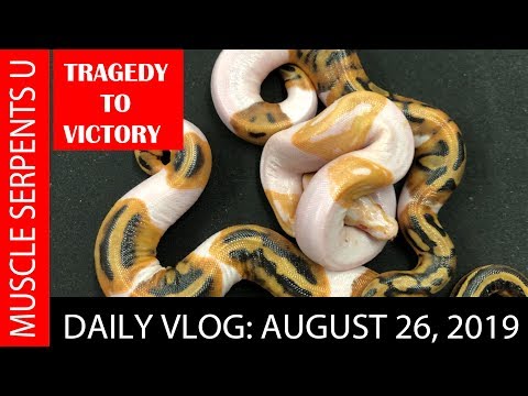 ALBINO PIED CLUTCH MIRACLE!  August 26, 2019