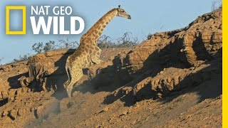 בעיות בטיפוס | ג'ירפה: ענק אפריקאי