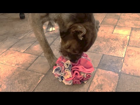 Pelota olfativa casera para perros