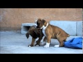 The Best 9 Perro Boxer Cafe Cachorro