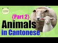 Learn Chinese Farm Animals In Chinese Animals In Cantonese Part 2 農場動物 粵語 Cantonese Voca