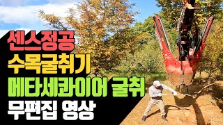 센스정공 수목굴취기 메타세콰이어 굴취 무편집 영상 …