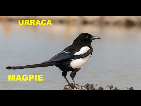 URRACA | MAGPIE | Pica pica