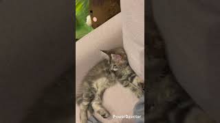 メインクーンのあかねちゃん（見られてると寝れないんですけど。。）