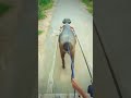Vishal Pandit Dhindarya Unna Lawara Jhota Race