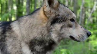 Sila Epic Trailer 2016 - Wildest Mtb Experience