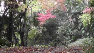 preview picture of video '大阪･枚方 紅葉 万年寺山 意賀美神社 2011/12 Autumn leaves in Hirakata'