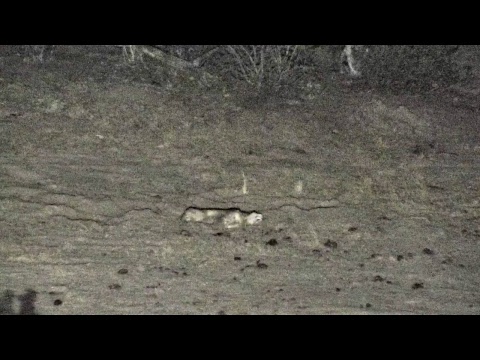Djuma Private Game Reserve Live Stream