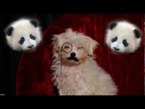 The Communication Corporation - Puppy vs. Pandas