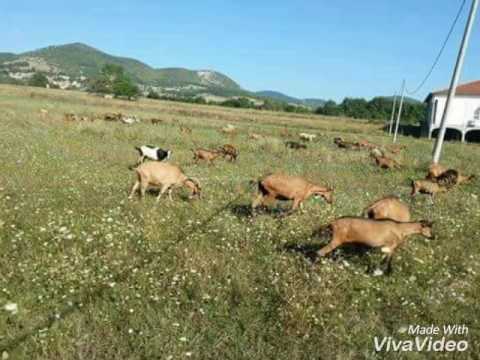 Femra E Dhive Fshati Norça