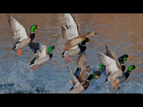 Duck Hunting with 12 Bore🦆😲🔥 #duckhuntinginpakistan #duckhunt #duckhunter