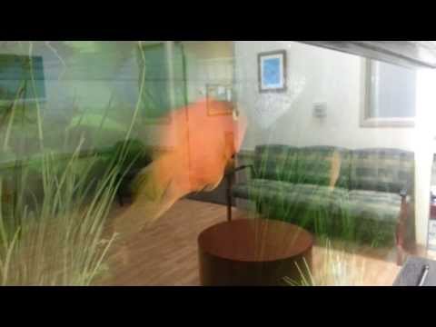 Serenade in Hospital Aqua World - Schubert Die Forelle (The Trout)