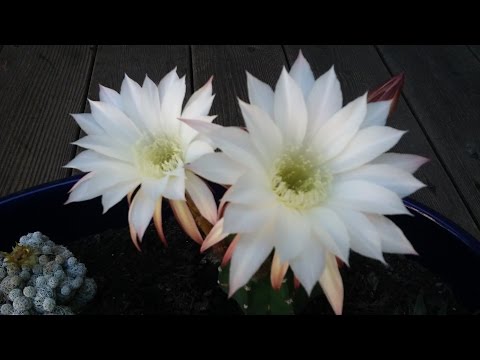 THE TRUTH ABOUT MOTHERS DAY