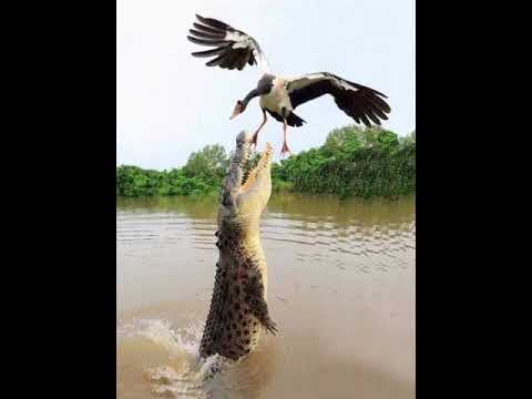 timor leste 1ro E comercio 2