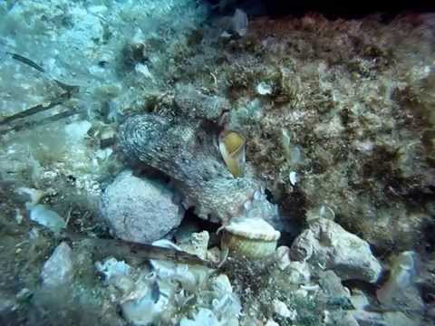 Immersione Capo Meli Scivolo Siracusa 04 Luglio 2015 Michele e Seby