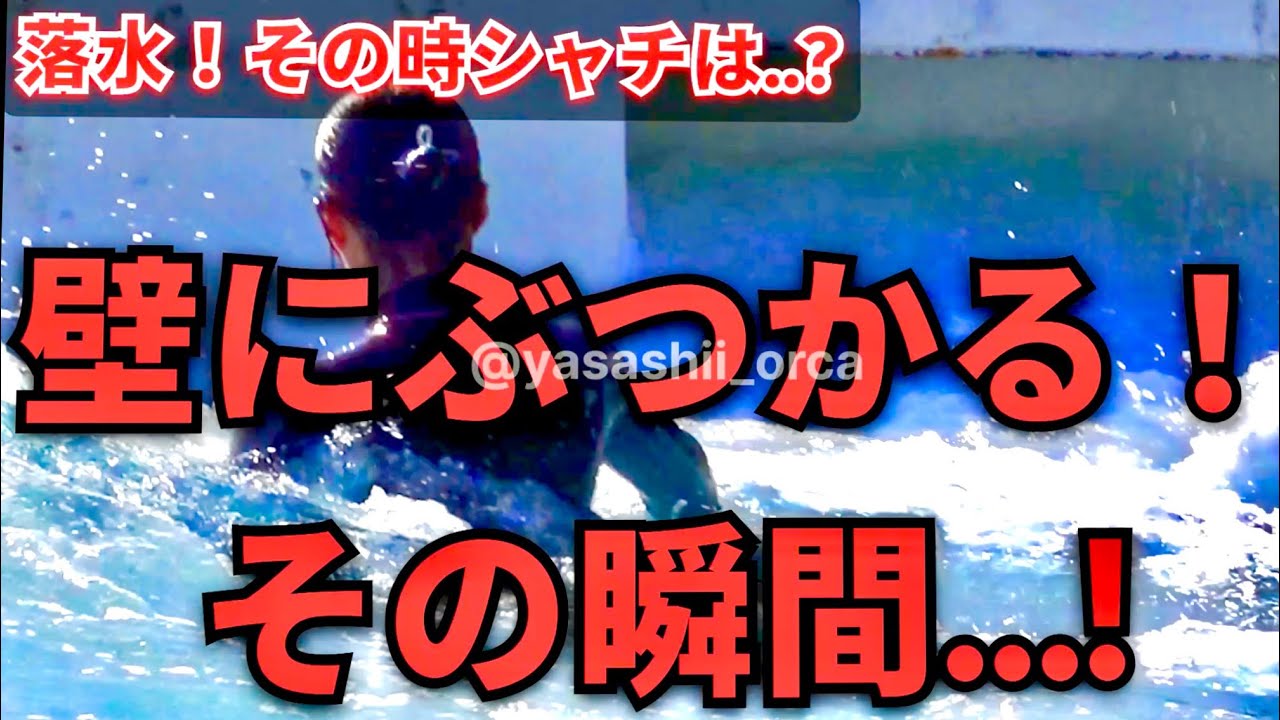 新人トレーナーが落水！シャチが取った「驚きの行動」に涙が止まらない　鴨川シーワールド ラビー