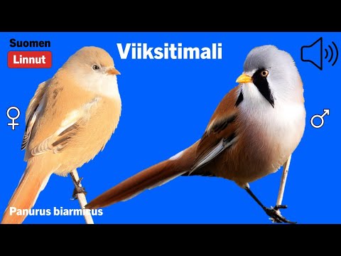 fúzatka trstinová (Panurus biarmicus) — hlas a správanie v prírode