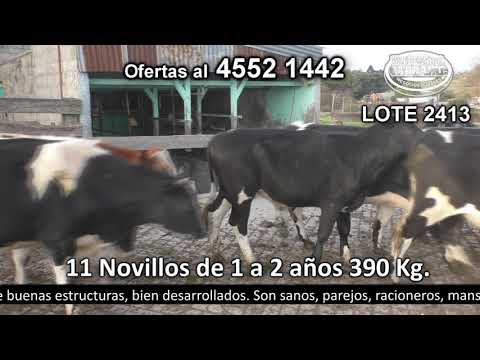 Lote 11 Novillos 1 a 2 años 9 HO,  1 HO c/  NO y 1 Sueco Rojo 390kg -  en San Pedro R21 km 188 - a 10 km de Colonia