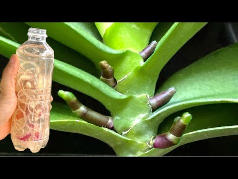 Pour one bottle on top! All orchids that aren't flowering will immediately bloom year-round.