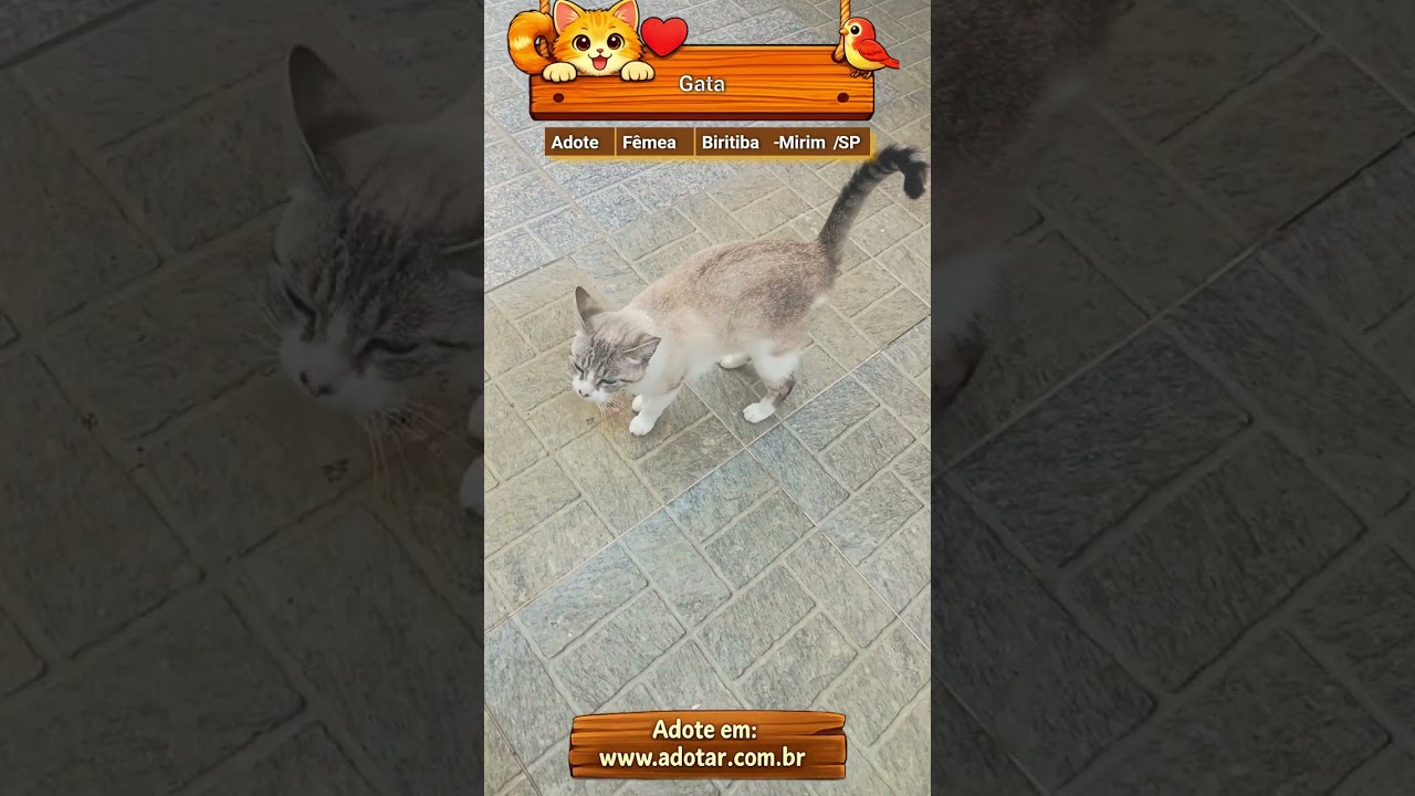 Gato raça SRD-ViraLata idade 7 a 11 meses nome Gata