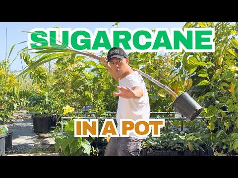 Growing Sugarcane In a Tiny Container