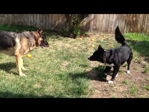 image-Do Border Collies get along with other dogs?