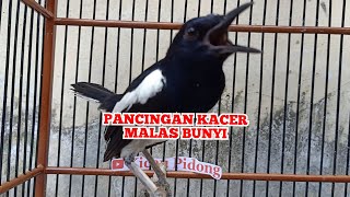 Download lagu Kacer Bisu Akan Langsung Gacor Dengar Suara Asli Kacer Sumatra Ini || kicau pidong mp3