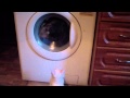 Cat And The Washing Machine