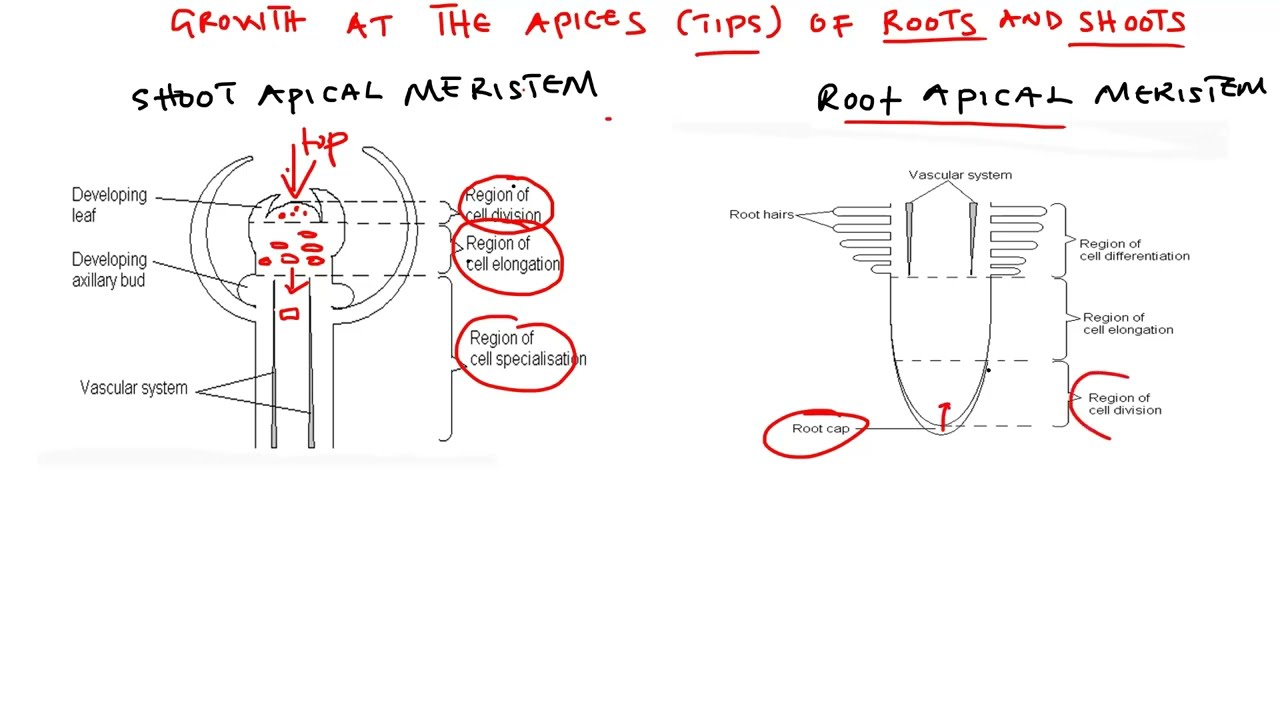 BIOLOGY - GROWTH AND DEVELOPMENT