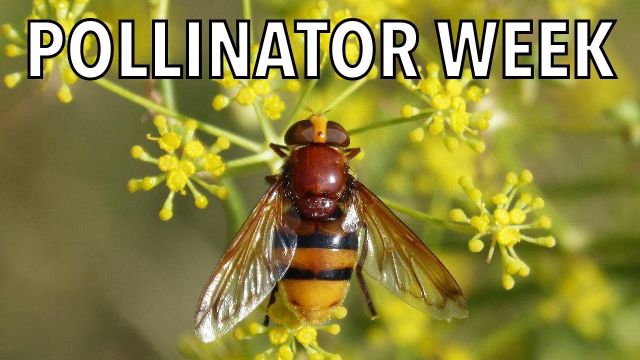 Fantastic Fly Pollinators | Pollinator Week - YouTube