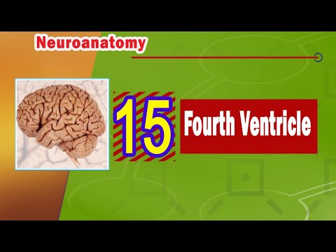 𝟏𝟓. 𝐅𝐨𝐮𝐫𝐭𝐡 𝐯𝐞𝐧𝐭𝐫𝐢𝐜𝐥𝐞 🧠💧🔃4️⃣(البطين الرابع)