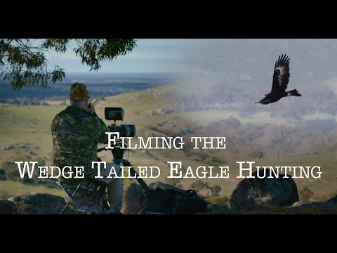 Filming the Wedge-tailed Eagle hunting