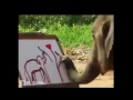 Elephant Can Draw Elephant Got Talent Elephant Show Talent Elephant