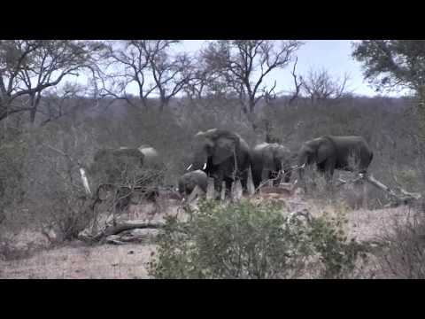 Djuma: Elephants make their way to drink at pan - 17:46 - 10/13/18
