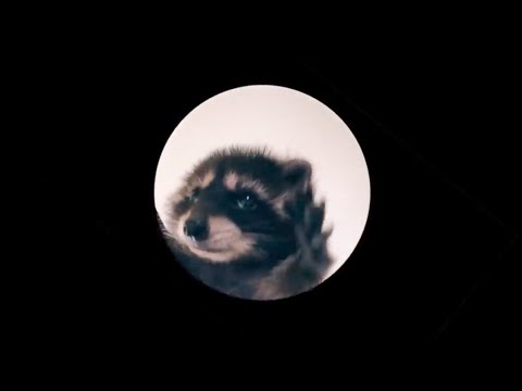 Pedro Pedro Racoon full video | Meaning