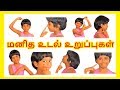 மனித உடல் உறுப்புகள் Learn Body Parts Name In Tamil For Kids And