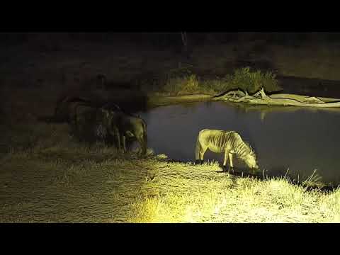 Djuma: Wildebeests drinking at the pan - 17:53 - 07/06/19